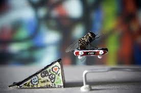 todos pueden patinar